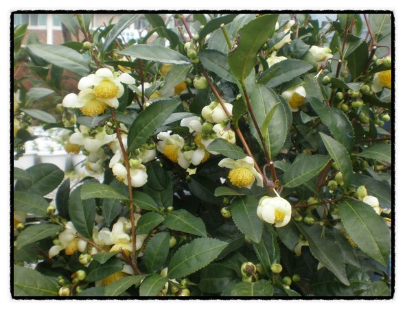 b2399830103a176fdc51c31411465b3e_1615170465_5252.jpg b2399830103a176fdc51c31411465b3e_1615170465_5252.jpg