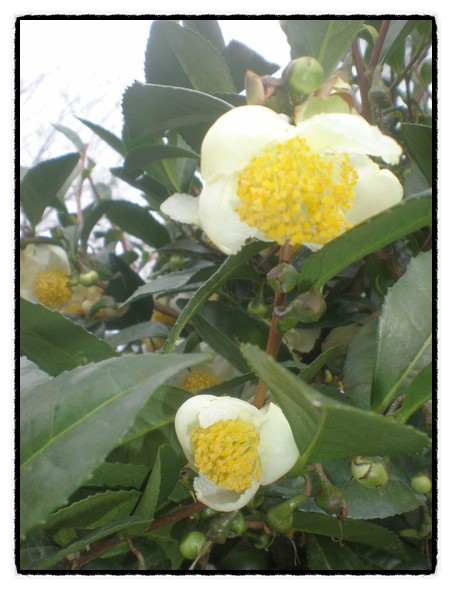 b2399830103a176fdc51c31411465b3e_1615170465_6034.jpg b2399830103a176fdc51c31411465b3e_1615170465_6034.jpg