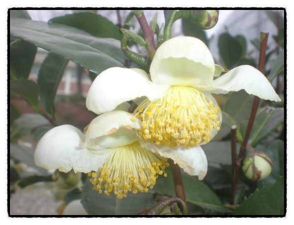 b2399830103a176fdc51c31411465b3e_1615170465_6842.jpg b2399830103a176fdc51c31411465b3e_1615170465_6842.jpg