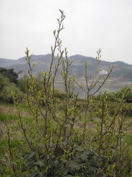 b2399830103a176fdc51c31411465b3e_1615172186_0255.jpg b2399830103a176fdc51c31411465b3e_1615172186_0255.jpg