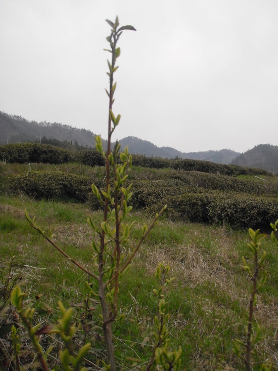 b2399830103a176fdc51c31411465b3e_1615172186_1282.jpg b2399830103a176fdc51c31411465b3e_1615172186_1282.jpg