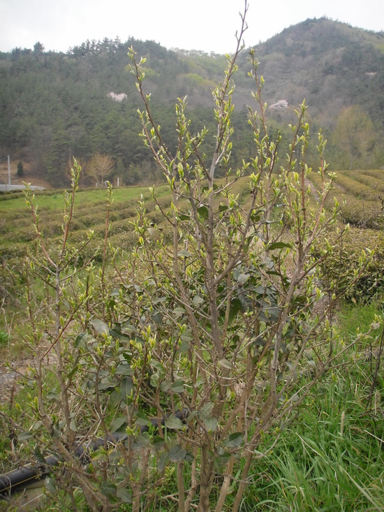 b2399830103a176fdc51c31411465b3e_1615172186_2543.jpg b2399830103a176fdc51c31411465b3e_1615172186_2543.jpg