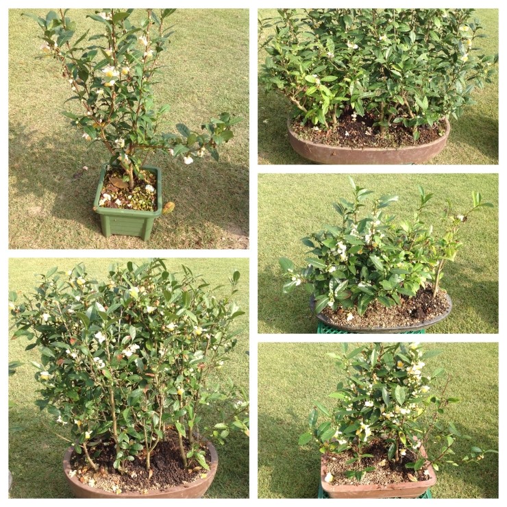 b2399830103a176fdc51c31411465b3e_1615177844_1455.jpg b2399830103a176fdc51c31411465b3e_1615177844_1455.jpg