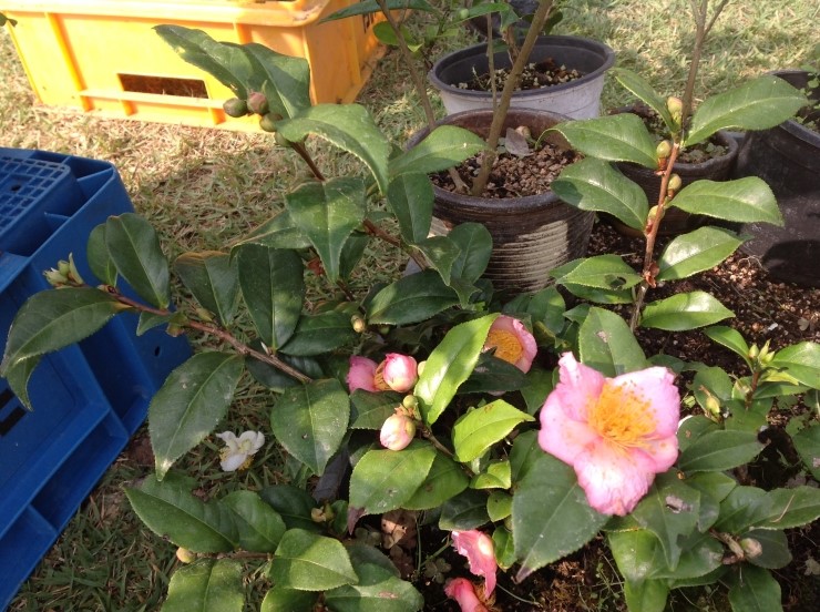 b2399830103a176fdc51c31411465b3e_1615177844_2378.jpg b2399830103a176fdc51c31411465b3e_1615177844_2378.jpg