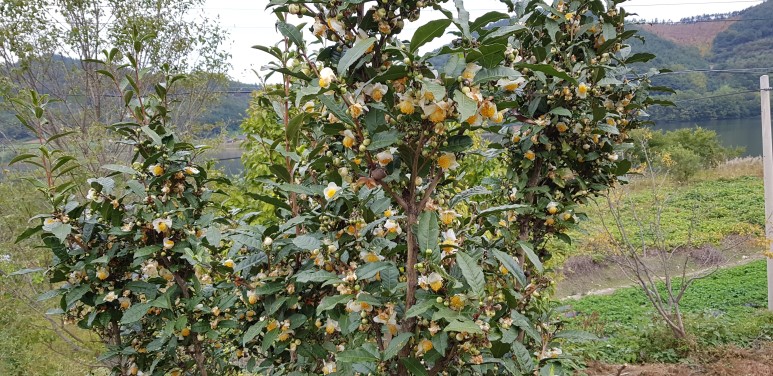 b2399830103a176fdc51c31411465b3e_1615180159_1248.jpg b2399830103a176fdc51c31411465b3e_1615180159_1248.jpg