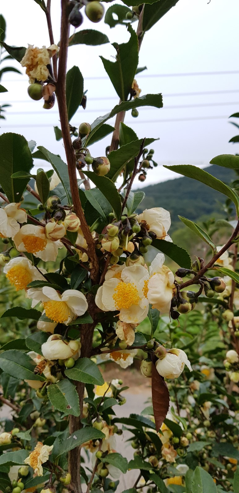 b2399830103a176fdc51c31411465b3e_1615180159_2461.jpg b2399830103a176fdc51c31411465b3e_1615180159_2461.jpg