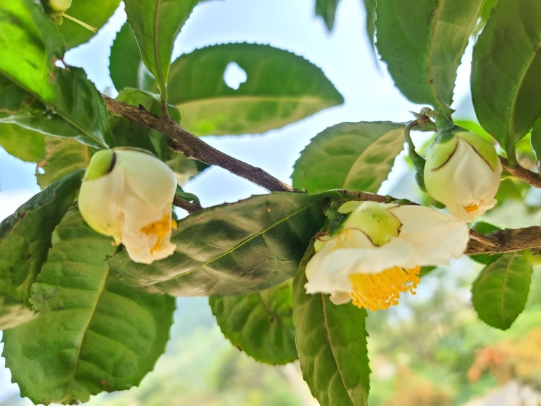 b2399830103a176fdc51c31411465b3e_1615180736_4176.jpg b2399830103a176fdc51c31411465b3e_1615180736_4176.jpg