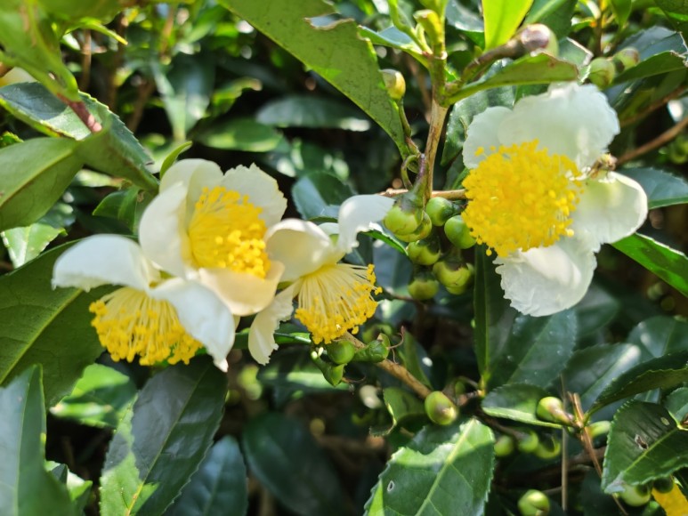 b2399830103a176fdc51c31411465b3e_1615180736_5235.jpg b2399830103a176fdc51c31411465b3e_1615180736_5235.jpg