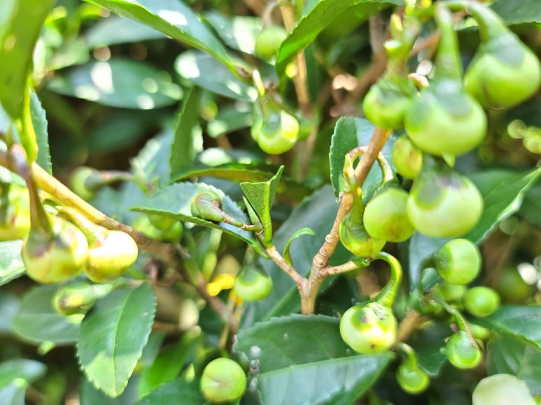 b2399830103a176fdc51c31411465b3e_1615180736_6248.jpg b2399830103a176fdc51c31411465b3e_1615180736_6248.jpg