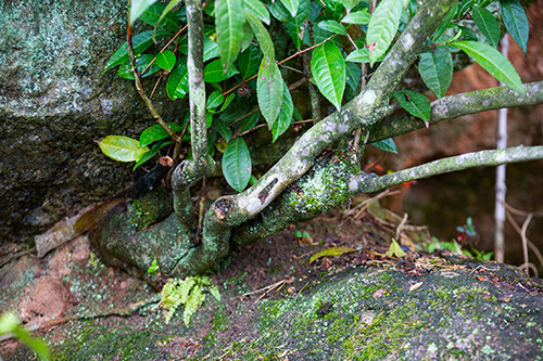 다전마을 고차수